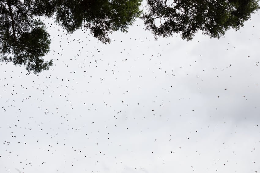 Kimberly Davis' image of a swarm of bees in the sky. Some tree branches of evergreen trees can be seen at the top edge of the frame.